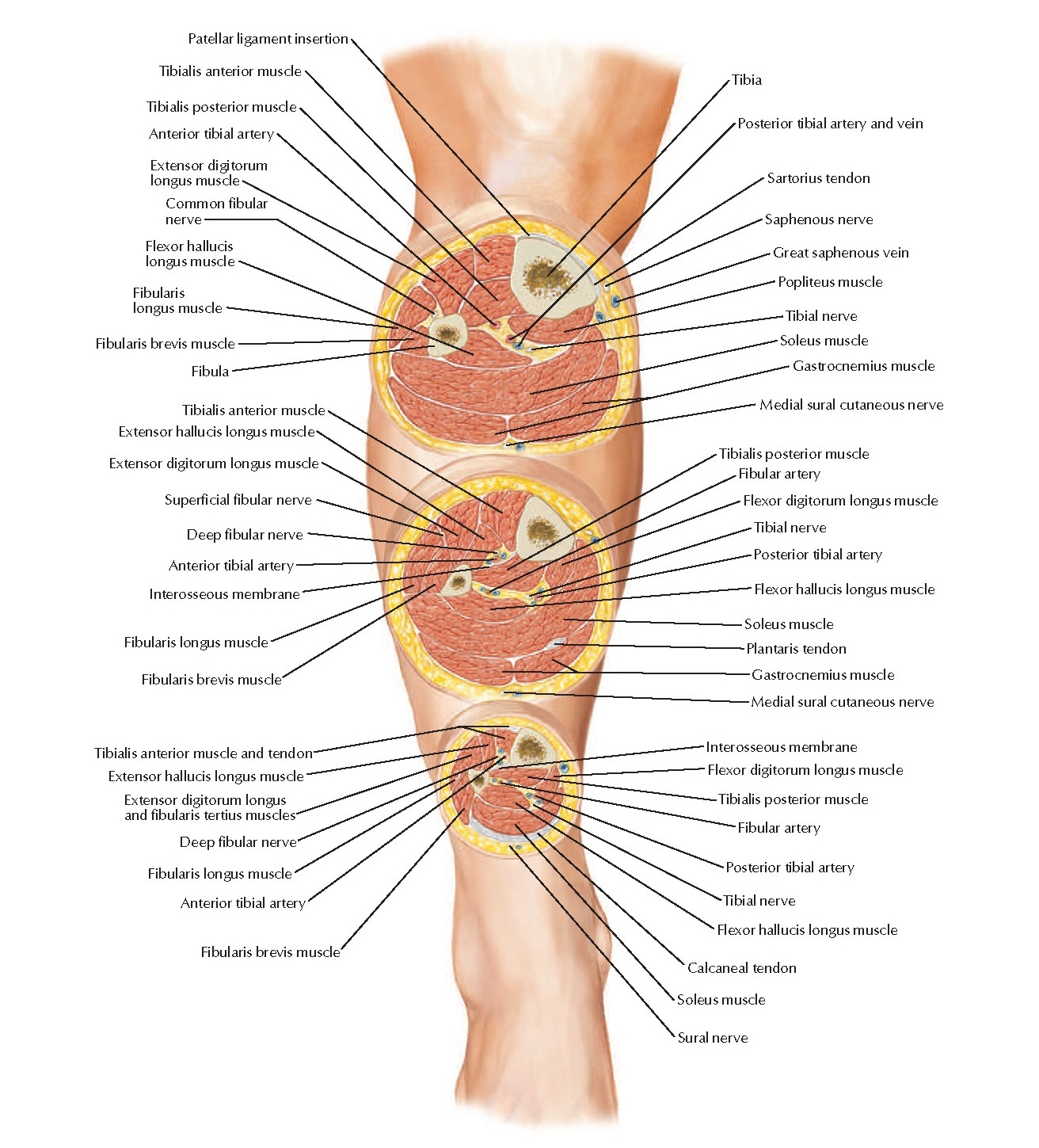 Leg: Serial Cross Sections Anatomy