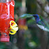 El colorido Colibrí de Nuca Blanca, White-necked Jacobin