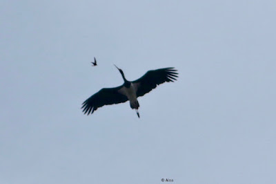 Black Stork