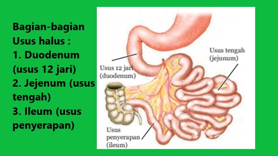 usus halus terdiri dari duodenum, jejenum dan ileum