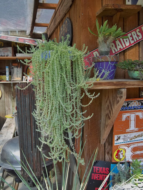 Hanging Planter