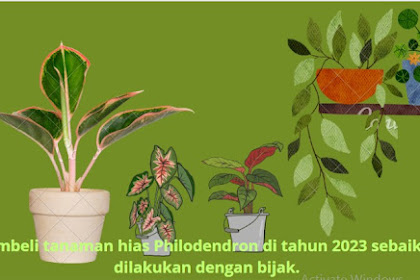  Membeli tanaman hias Philodendron di tahun 2023 sebaiknya dilakukan dengan bijak. 