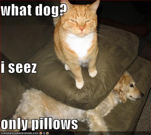 Funny Dogs And Cats Together