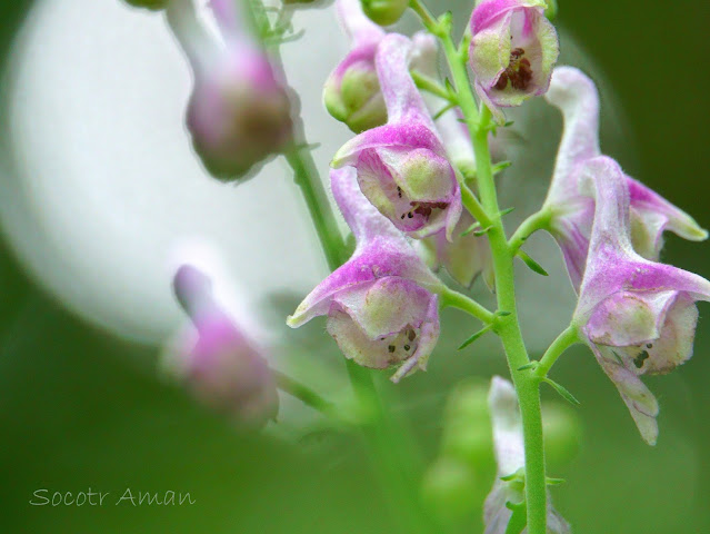 Aconitum fudjisanense