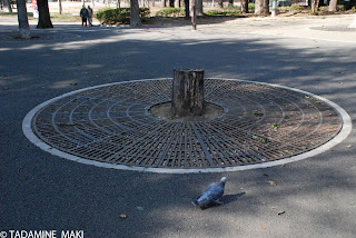 stump, at Ueno Park, in Tokyo