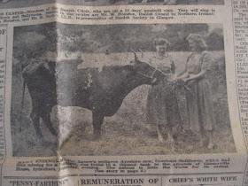 Belfast Newsletter 1949, Agnew's Ayrshire cow