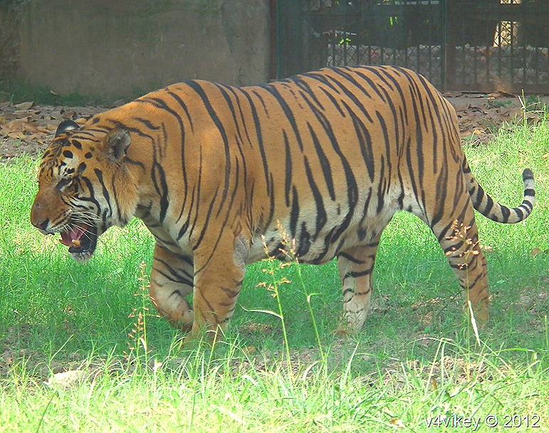 The Bengal tiger