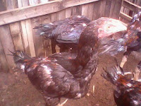 Jual ayam Bangkok