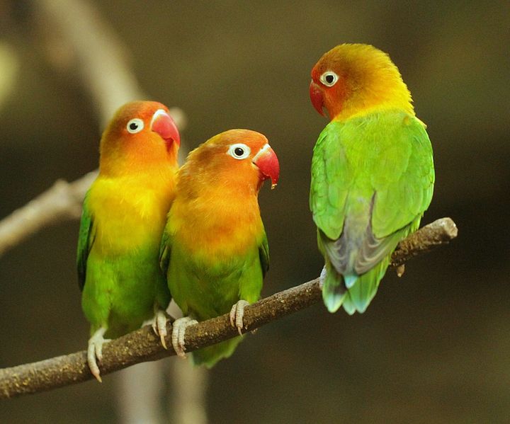  Jenis  Jenis  Burung Lovebird 