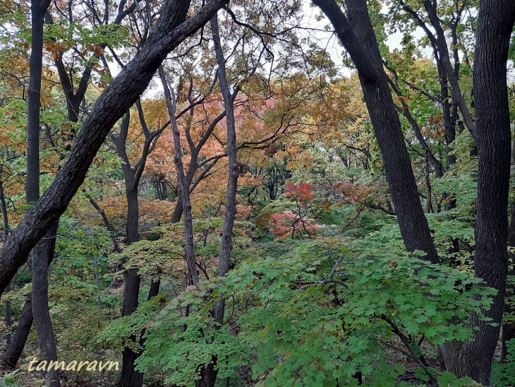 Клён ложнозибольдов (Acer pseudosieboldianum)