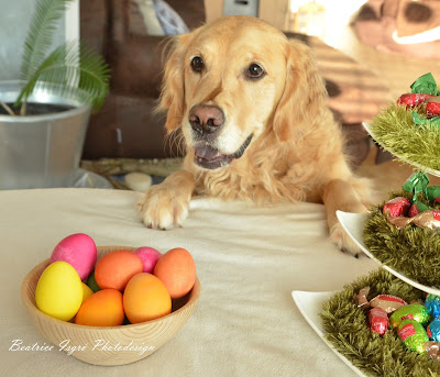 Golden Retriever und Ostereier