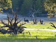 Taken in Yellowstone National Park (dsc yellowstone wolf)