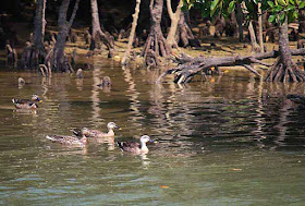birds, ducks, river, mangroves, Kin Town, Okinawa, Japan