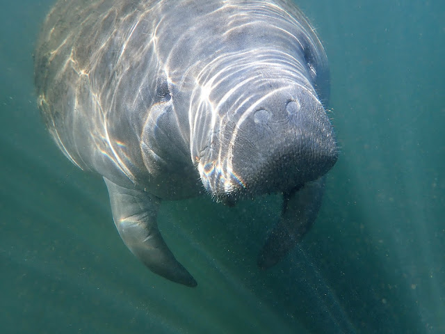 manatee close up