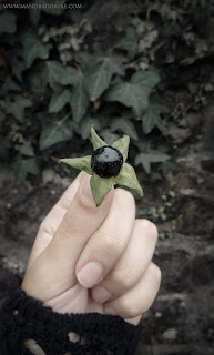 Atropa Belladonna, Deadly Nightshade, Solanaceae, Solano Mayor, Belladona