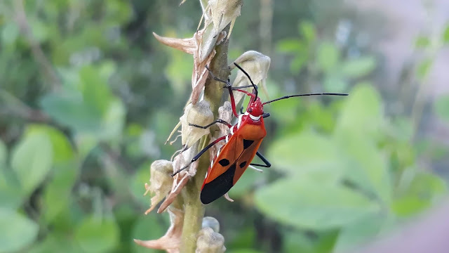 Red Cotton Stainer Bug (Dysdercus cingulatus)