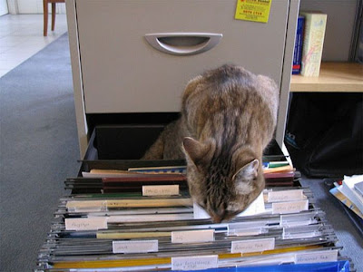 How to Organize Your Cats Seen On www.coolpicturegallery.us