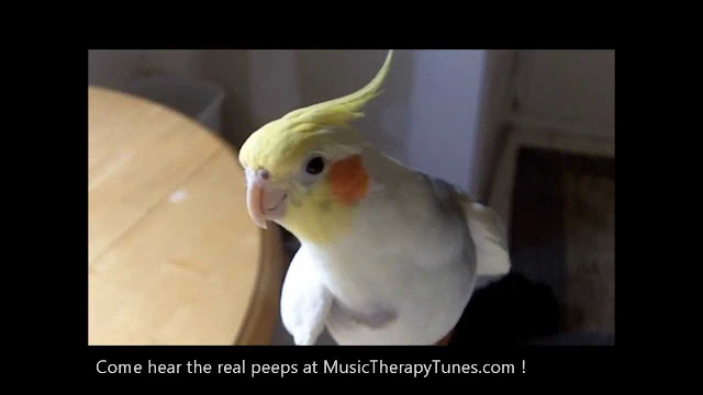 Cockatiel Pet Birds