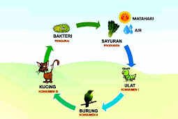 Jawaban ! Pengaruh Rantai Makanan Terhadap Ekosistem 