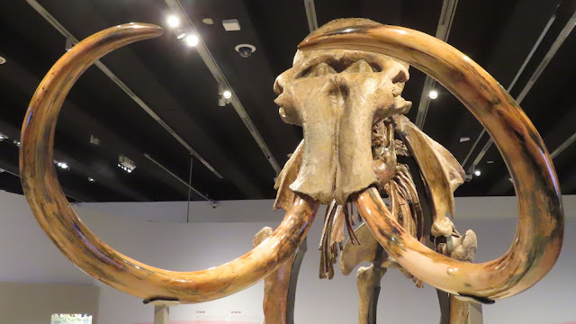 La enorme osamenta de un mamut real en Caixaforum de Madrid.