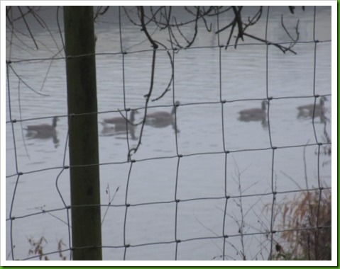 Canada Geese Evesham. Canada Geese Evesham.
