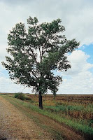  Populus deltoides