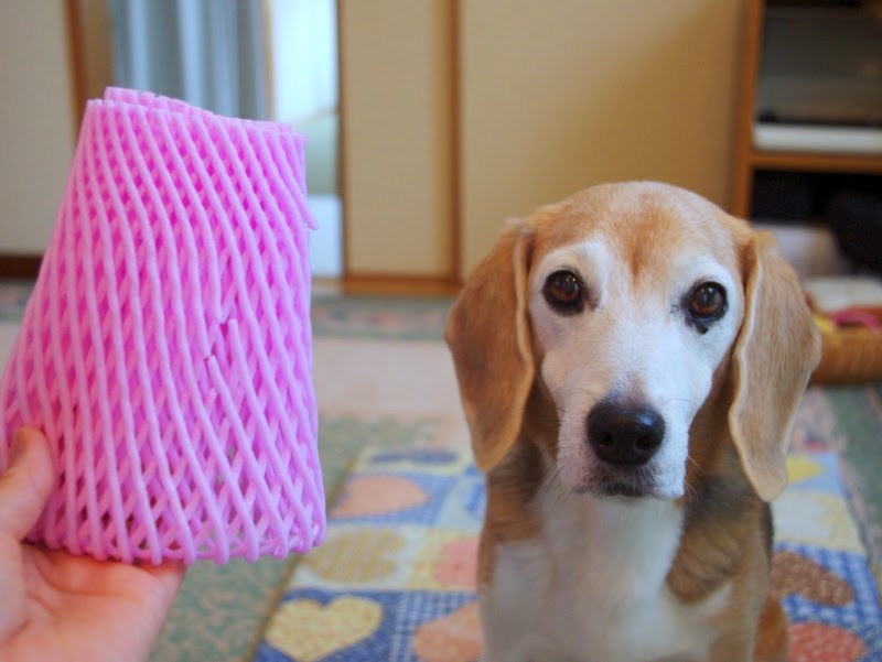 人気ダウンロード フルーツキャップ 犬 誕生 日 ライン 友達