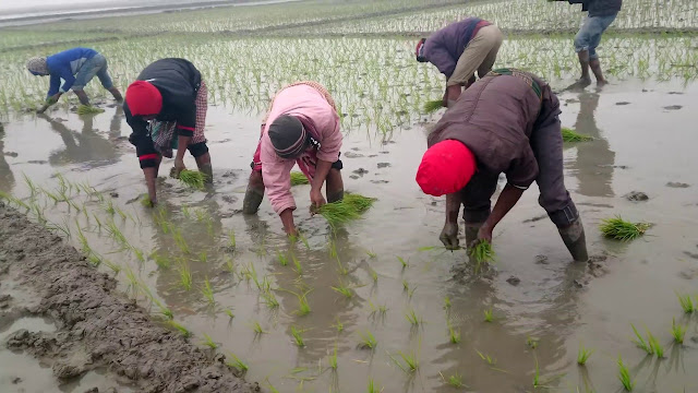 Rice farming in Bangladesh