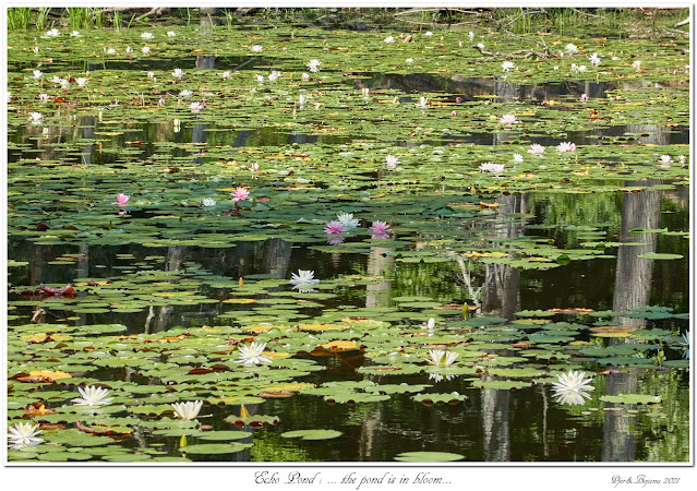 Echo Pond: ... the pond is in bloom...