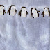 Row o penguins