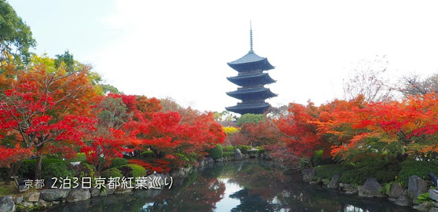 [京都] 東寺の紅葉と観瀾斎展