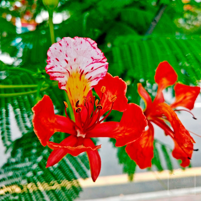 Chiński ogród botaniczny, tropikalny ogród, egzotyczne rośliny użytkowe i owocowe, Hainan, zieleń miejska w tropikalnych południowych Chinach. Ciekawe rośliny owocowe, karambola, palmy, sapodila, wanilia, chlebowiec, czapetka, noni, tamaryndowiec, płomień afryki. Jak wyglądają tropikalne Chiny?