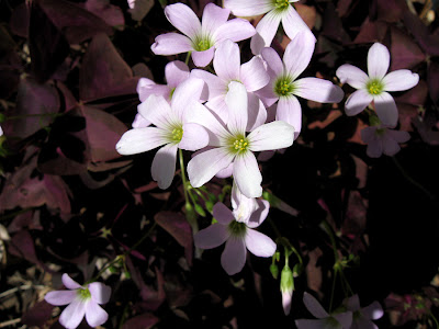 Annieinaustin Oxalis burgundy