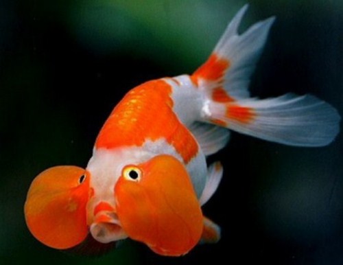 beautiful Bubble Eye Goldfish