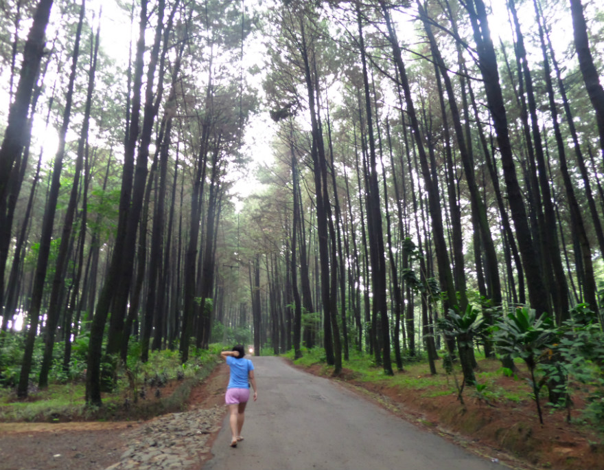 Sewa Mobil Jogja Wisata Ke Mangunan - Hutan Pinus - Pantai 