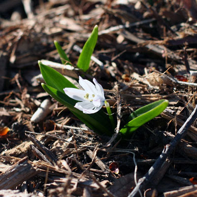 Crocus. 