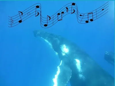 humpback whale songs