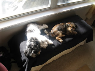 Sullycooldog and Lena napping on bench