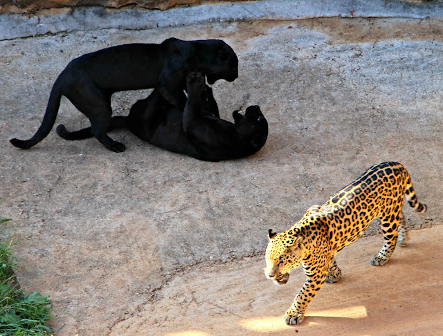 Parque de la Naturaleza de Cabárceno