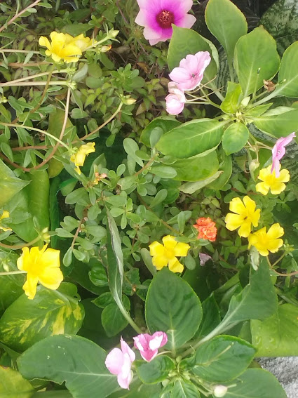 Dentre as Portulacas, as mais conhecidas ou mais cultivadas estão a Portulaca grandiflora e a Portulaca umbraticola, mais conhecidas por Onze-horas e de Beldroega, respectivamente.  Em ambas as espécies, encontramos diversas variedades de plantas, com flores simples e dobradas, com uma imensa gama de cores, tonalidades e uma infinidade de combinações de cores.