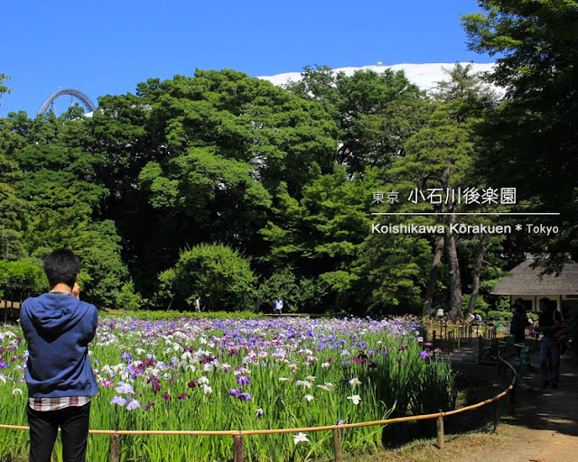 小石川後楽園の花菖蒲