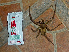 Spider