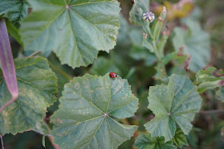 Exemple d'images avec le Sony A7 III + 16-35GM. Essai / test photo. Image / picture sample. Coccinelle. Macro.