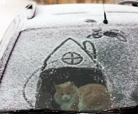 Funny cat pictures part 14, cat in a car covered with snow