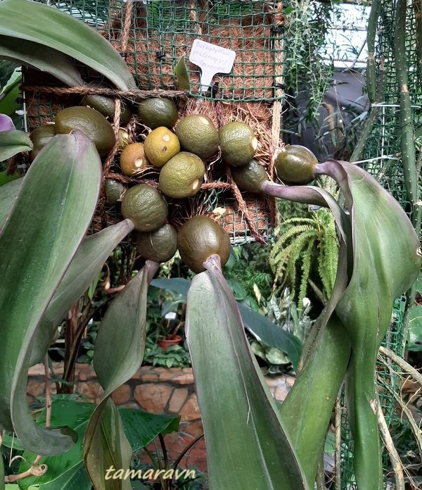 Бульбофиллум фаленопсис (Bulbophyllum phalaenopsis)