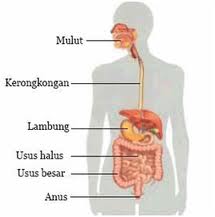  Sistem  Pencernaan  pada  Hewan  dan Manusia SettiaBlog