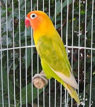 Aneka Lovebird Tercantik