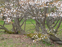 クロマツは桜を包み込むようにして１９９６（平成8）年に倒れたという。