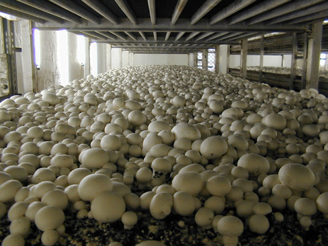 mushroom cultivation process