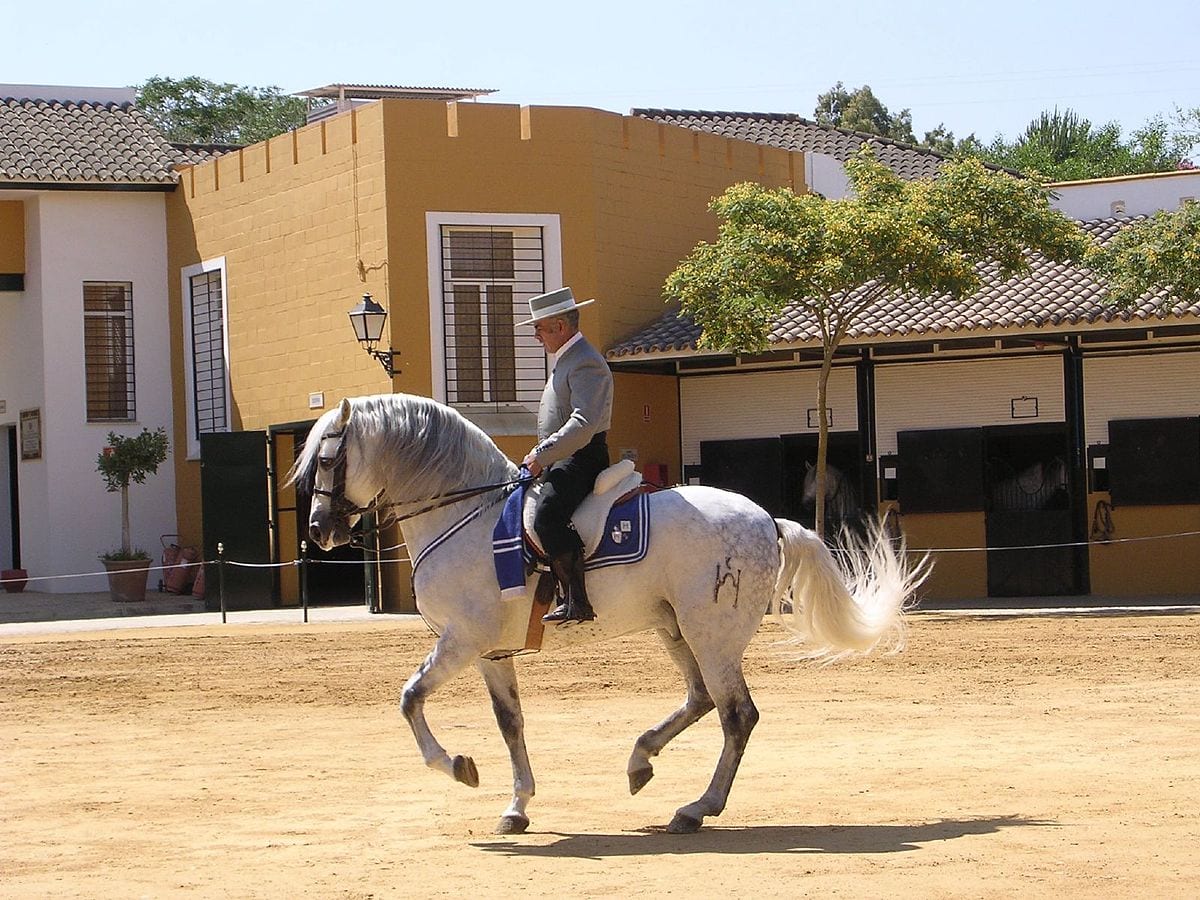 El caballo andaluz es valorado por su belleza, temperamento y versatilidad.